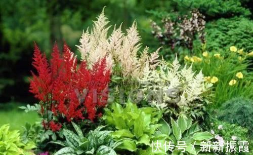 5种“阴暗花”，藏在角落里，年年自行繁殖，也能开成“仙花树”