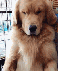 |搞笑GIF段子:带头大哥去世,小弟够义气