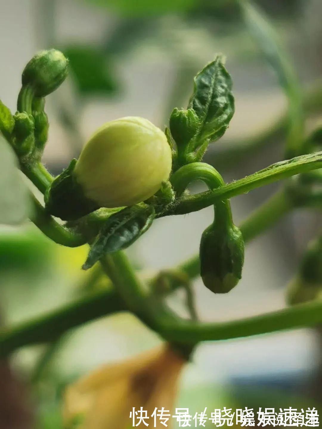 在乡下改造一个小院,种菜养花天天都是乡村田园梦,生活如此惬意