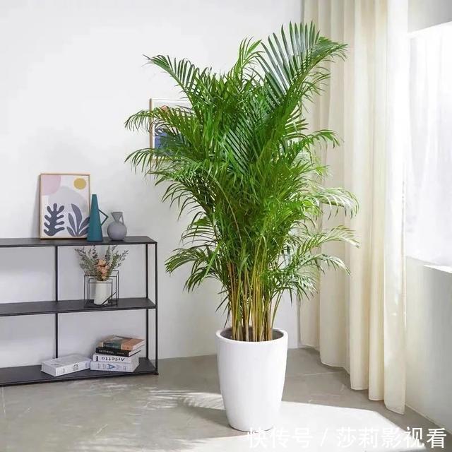美誉|客厅养花就选这5种，清雅又大方、越养家里越干净，越养越健康
