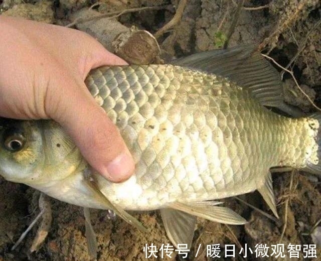 小鱼|夏天钓鲫鱼学会这几招,轻松避开小鲫鱼,咬钩的全是大板鲫