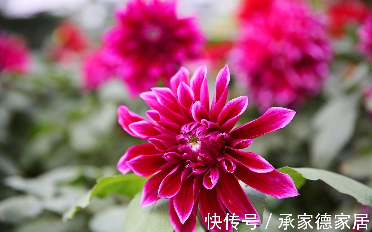 秋季|秋天最美花有哪些?给你推荐10种,看和你想的一样不?