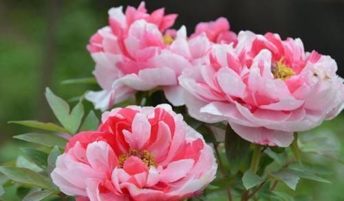 沉醉|4种花自带财运,好养易活不招虫,看了就让人沉醉,助睡眠又招财