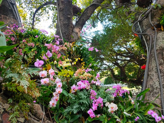 榕树|西湖榕树“开花”啦