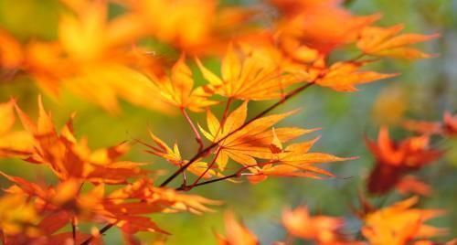 阴历哪几天出生的孩子,是上等命,孝顺又有出息,早晚出人头地