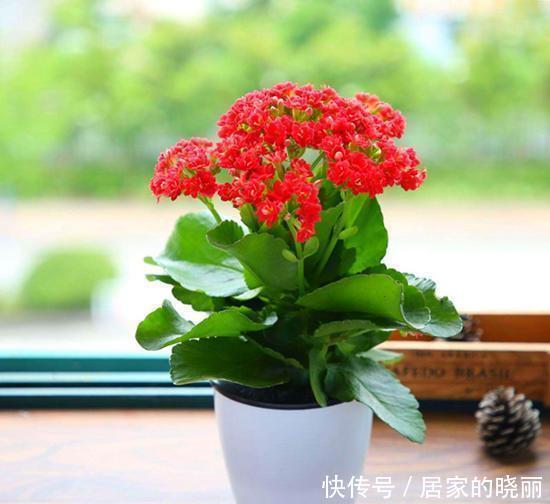 几项技能知道吗？养花人都该知道，养花方便，生长得愈加繁茂