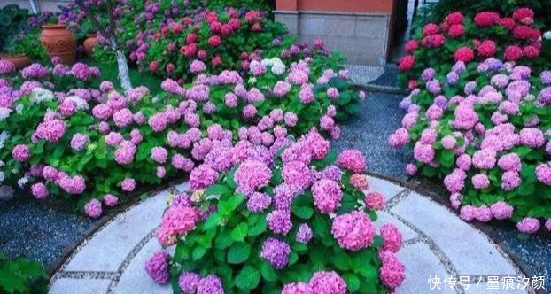绣球要富养,越富花越大,美不胜收,宛若仙境!