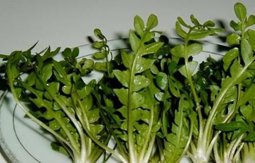  花期|养花就养个花期长的，花大色艳，比牡丹好看，比吊兰好养