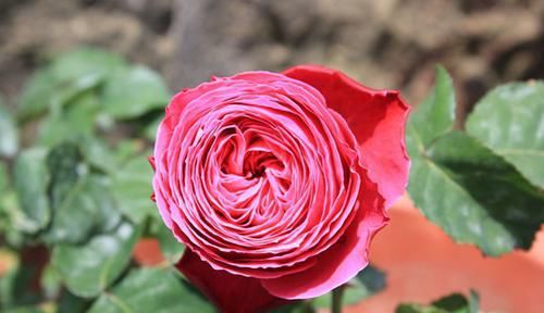  开花|3种花让人爱不释手，花更大更美，周年开花，花多易爆盆，值得栽