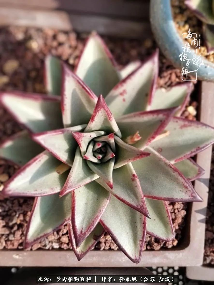 养多肉三年多九万里悟道,终归诗酒田园!