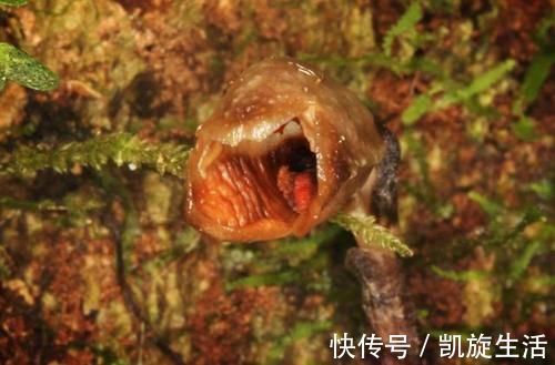 世界上最丑的兰花,外形丑陋无比,却拥有玫瑰般的香气
