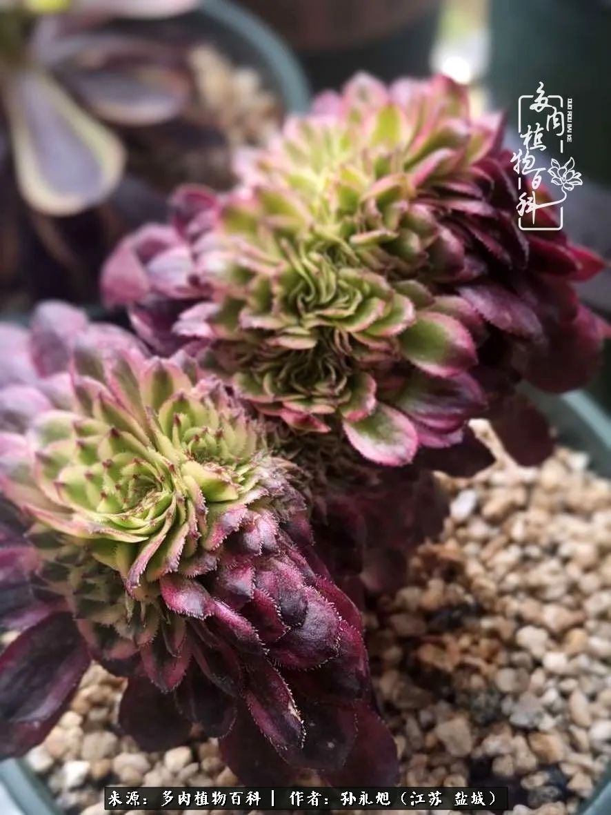 养多肉三年多九万里悟道，终归诗酒田园！