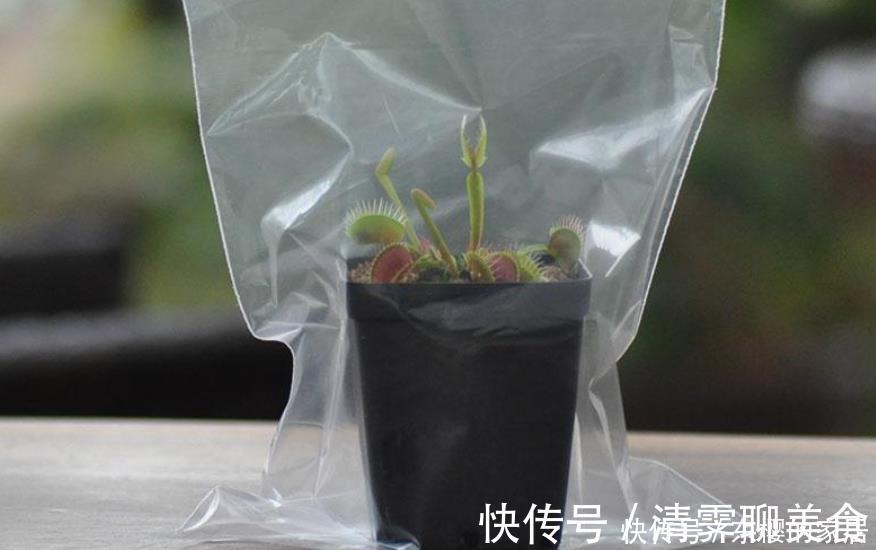 养花|塑料袋是好东西，养花经常用到，它有3个“妙用”，新手牢记！