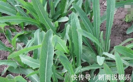 亲爱的|如果在农村遇到它,只采摘叶子便好,别挖它的根,它很珍贵