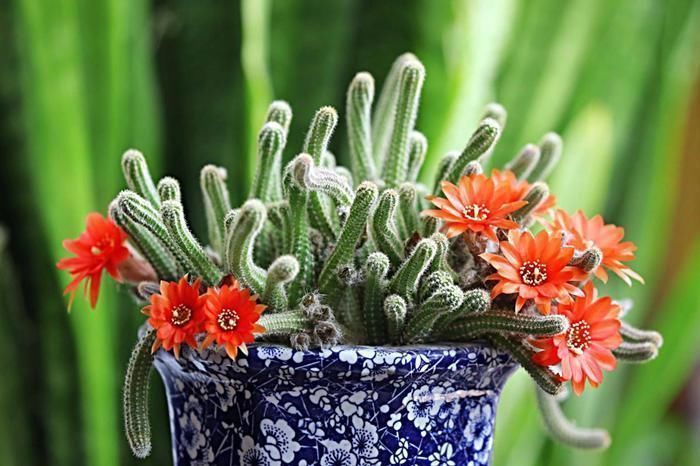 多肉|4种小小的多肉居然能养出瀑布效果,怎么做到的?今天就来学一学