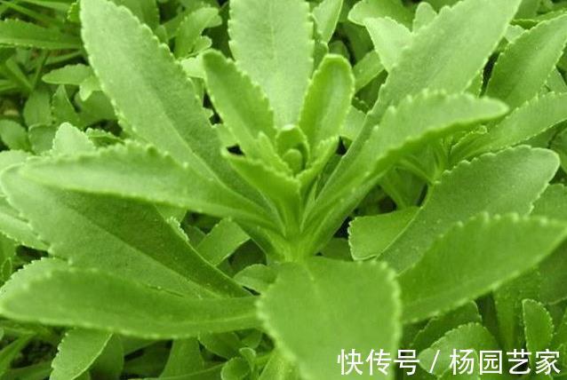 抑菌|救心菜又成“救命菜”，食药两用价值很高，抑菌补血，美容降压