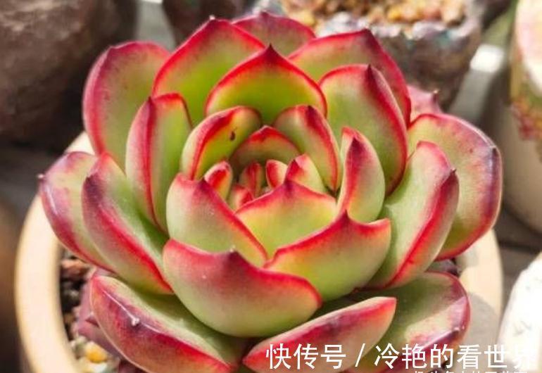 10月养多肉,5种情况需要翻盆,简单3步,生根快重新变美