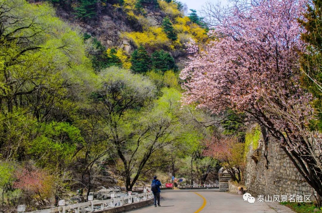 春红|林花谢了春红，醉染流年