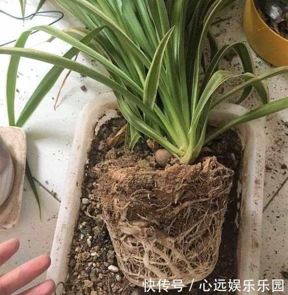 金边|金边吊兰真漂亮,盆里埋层“养花料”,新叶猛长还抽穗!
