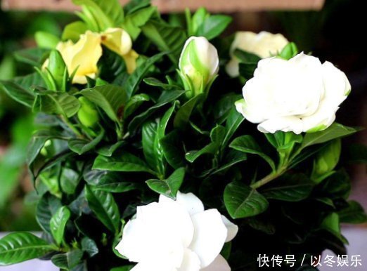 栀子,茉莉不要抱怨养得不好用这种“肥水”浇,疯了不能坚持很久,旺盛
