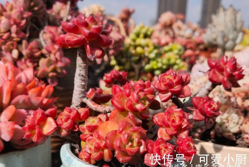 喜欢自己动手的肉友看过来,7种多肉自制花盆,你都玩过哪几种?