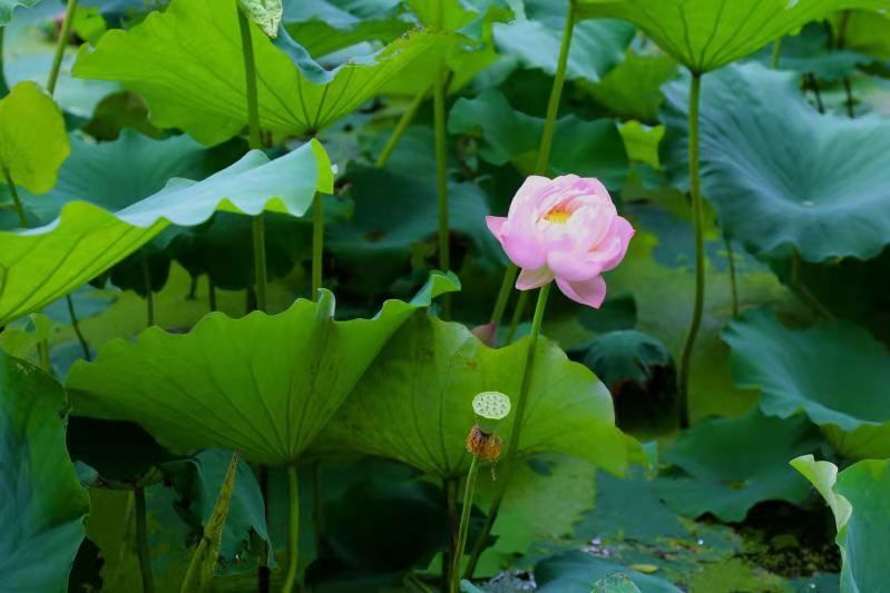 盛花期|顾村公园荷花即将迎来“盛花期”，一幅唯美生态画卷正徐徐展开