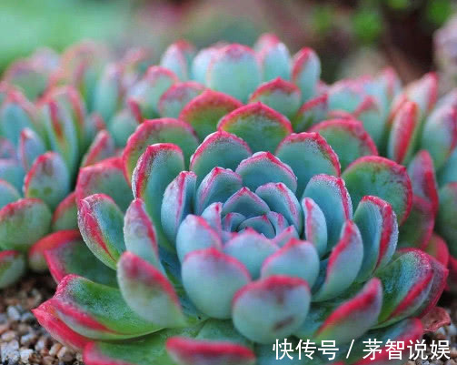 多肉红边月影怎么养教你3个小妙招,种出最红润璀璨的红边月影