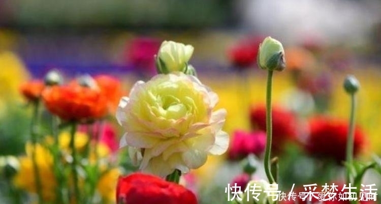 芹叶牡丹|4种花好养易活,旺财又养人,养一盆一年四季都在开!