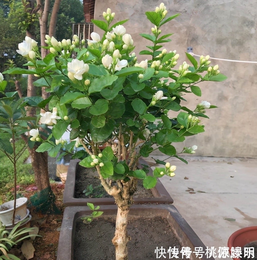 好养的花卉就是茉莉花，但是想要夏季开不停，要做好四喜一勤