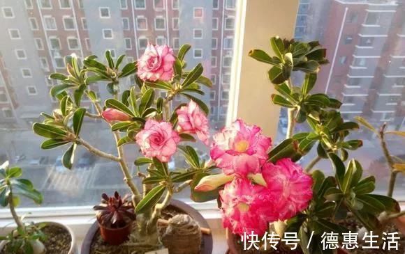 浇水|这16种花冬天越浇越死，3个月不管，反而长高个