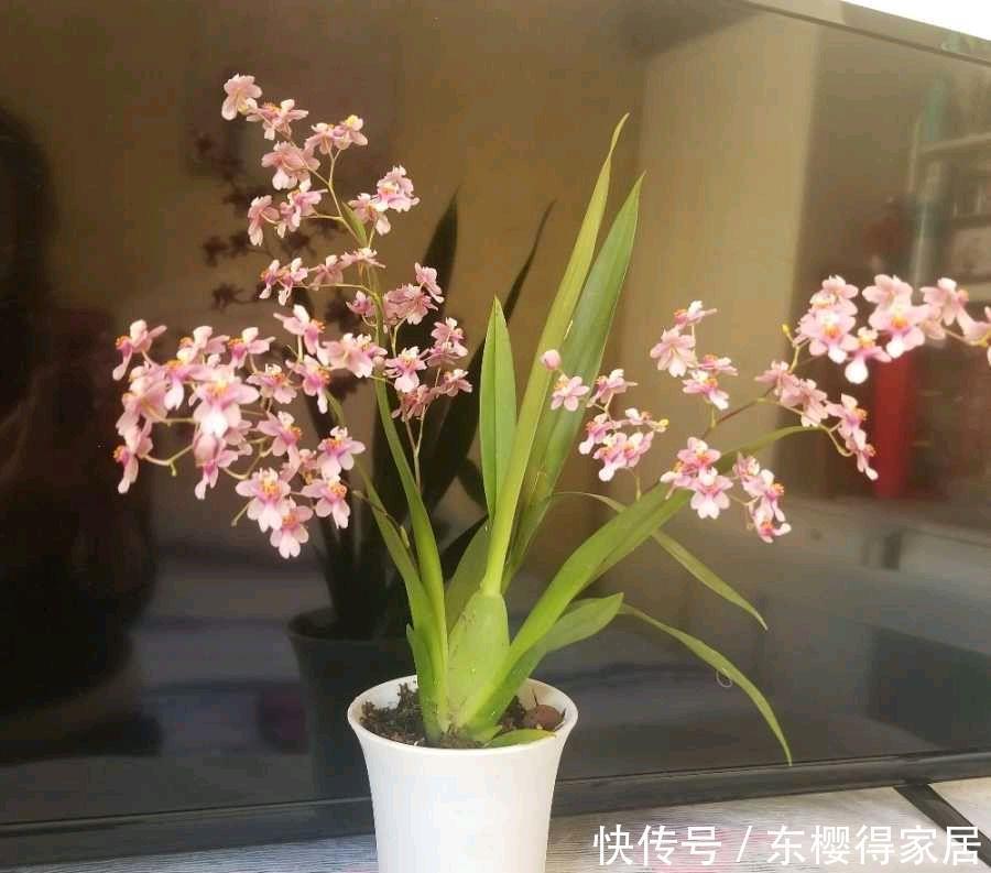 冬季的阳台,少不了这“3种花”,清新美丽芳香,花繁叶茂