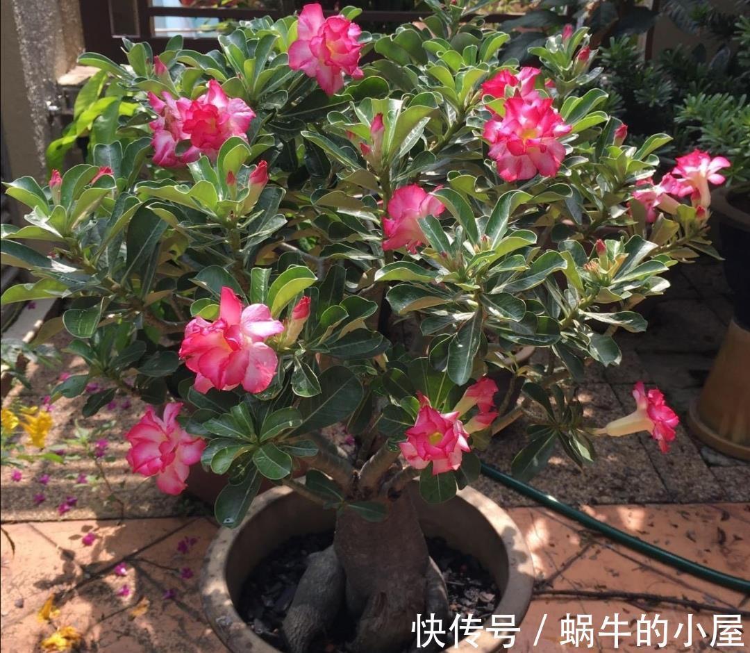 太阳花|5种耐旱花,不用经常浇水,没时间养花就养它