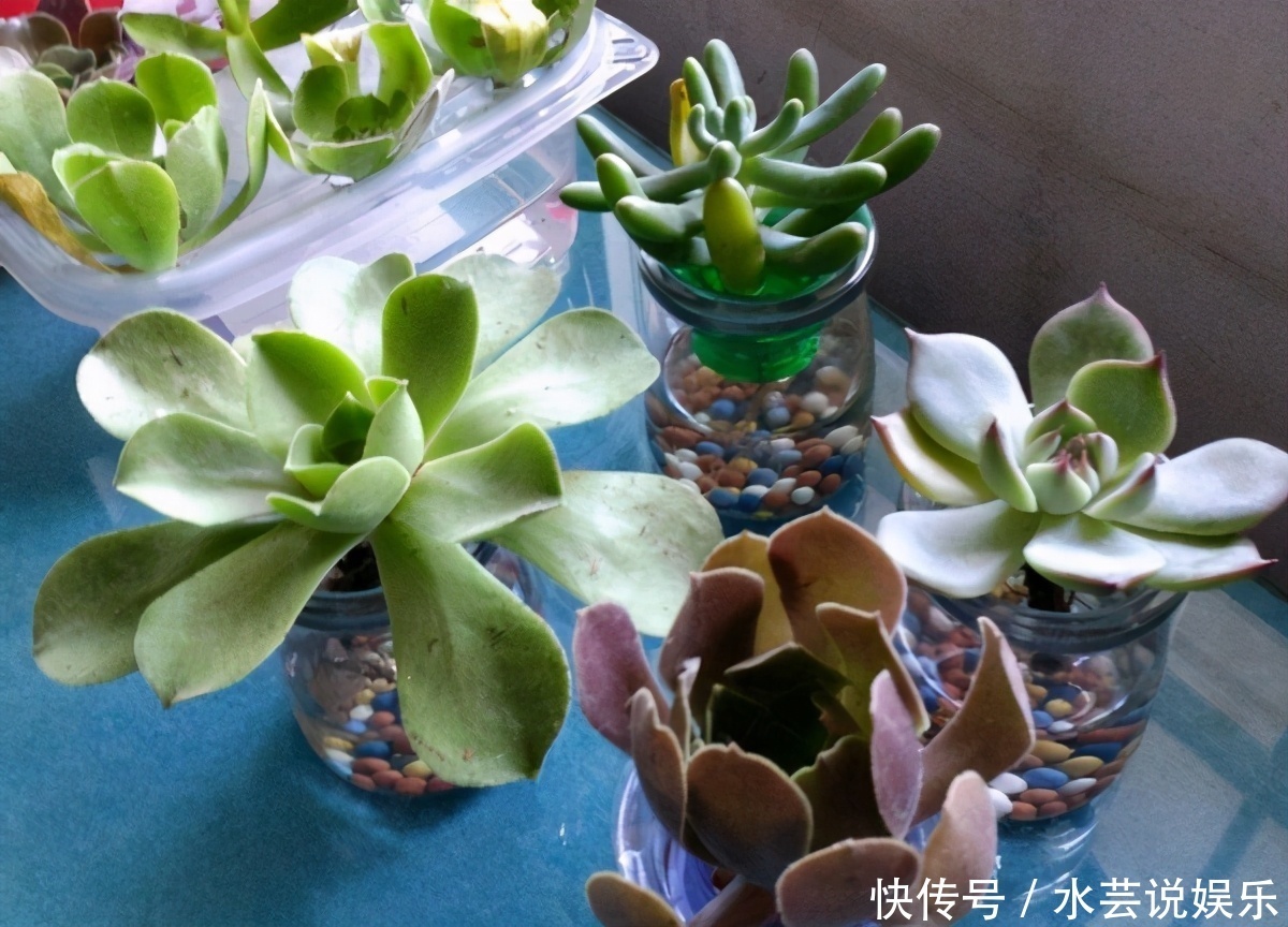 扦插讨喜的多肉,事前事后这么操作,成活率高很多
