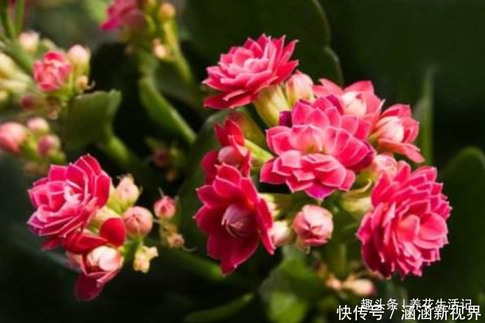 土壤|长寿花“浇水”方法,学会后根系不腐烂,生长状态好!