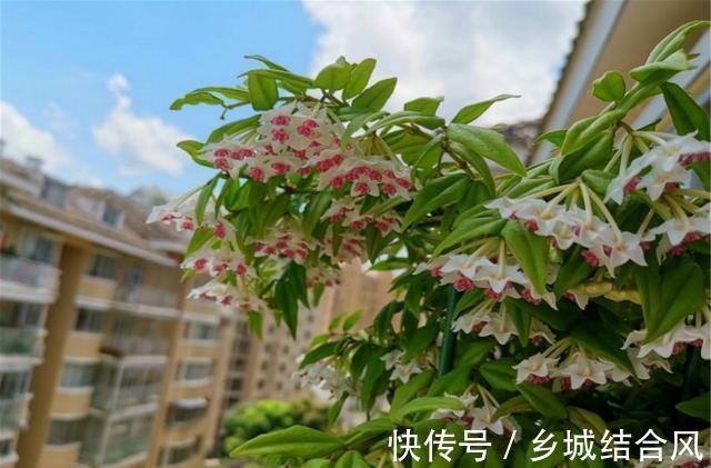 适合家里养的耐阴开花植物，半年爬满窗，花开满屋香