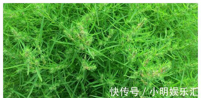 采摘|长在路边的20种杂草可以当作野菜食用,你认识几种?