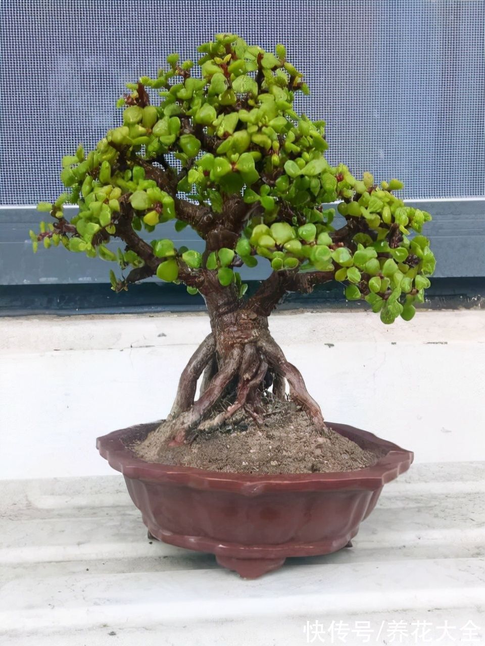 养花新手玩盆景?这5种再合适不过了,个个养成艺术品