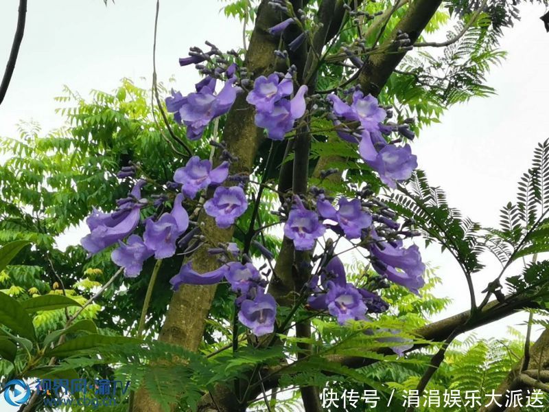 时节|蓝花楹开在天空最蓝的时节 等风也等你