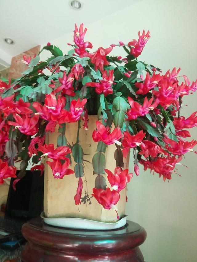 花朵|秋季养“蟹爪兰”,10天浇1碗肥水,开花多3倍,花朵大、花色艳