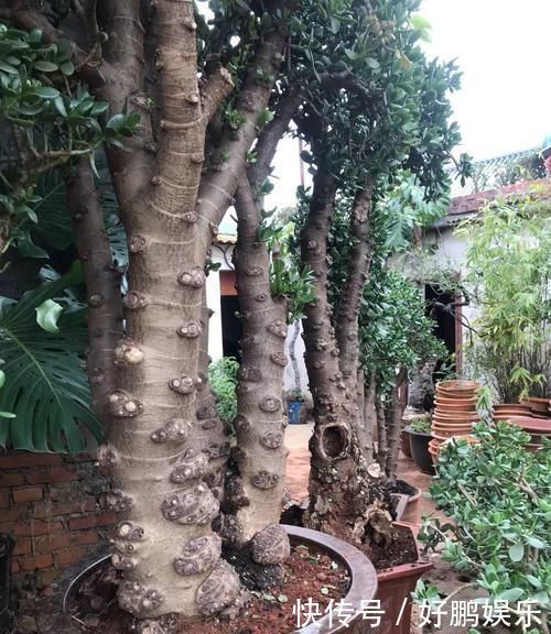 4种不同风格的花,谁见了都爱养,各有各的气质