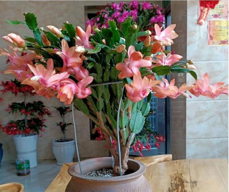 蟹爪兰叶片软趴趴的不开花,多注意两点,叶子坚挺,花芽冒得快