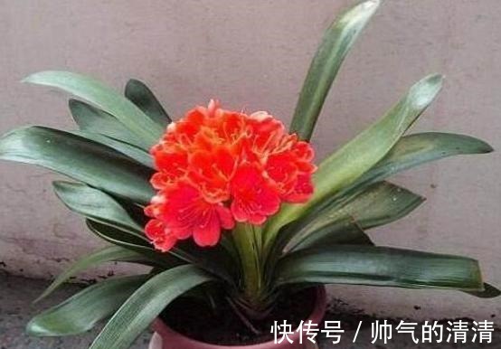 新芽|如何养殖君子兰,侧芽蹭蹭往外冒施肥用它们,盆栽新芽窜不停