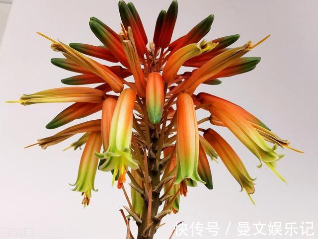 花友|如果你家芦荟长“小尾巴”，别剪掉，请珍惜，比较少见