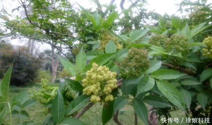 中华本草|此为“接骨木”，专续筋接骨，若你家乡有，请重视