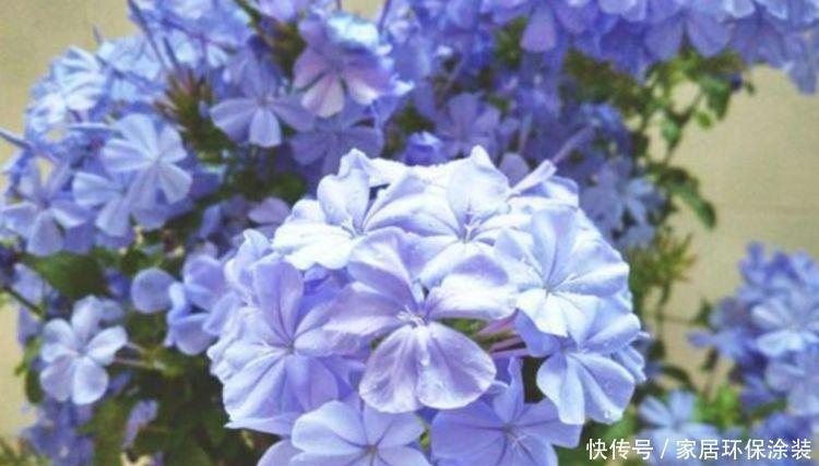 4种富贵花,添福添贵添好运,好养又漂亮,一开就是300多天