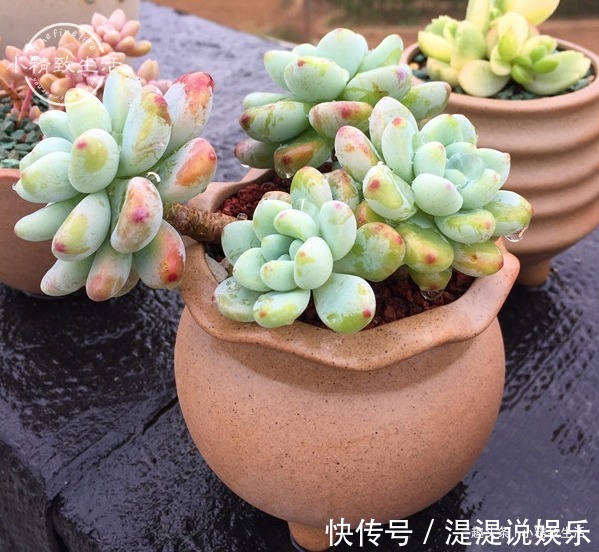 真伪|多肉老桩有真伪,3种“伪老桩”鉴别,揭开真面目,避免被忽悠