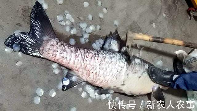 安徽男子一不小心实现大鱼梦，去鳞用锄头鱼石烟盒大，网友：放生