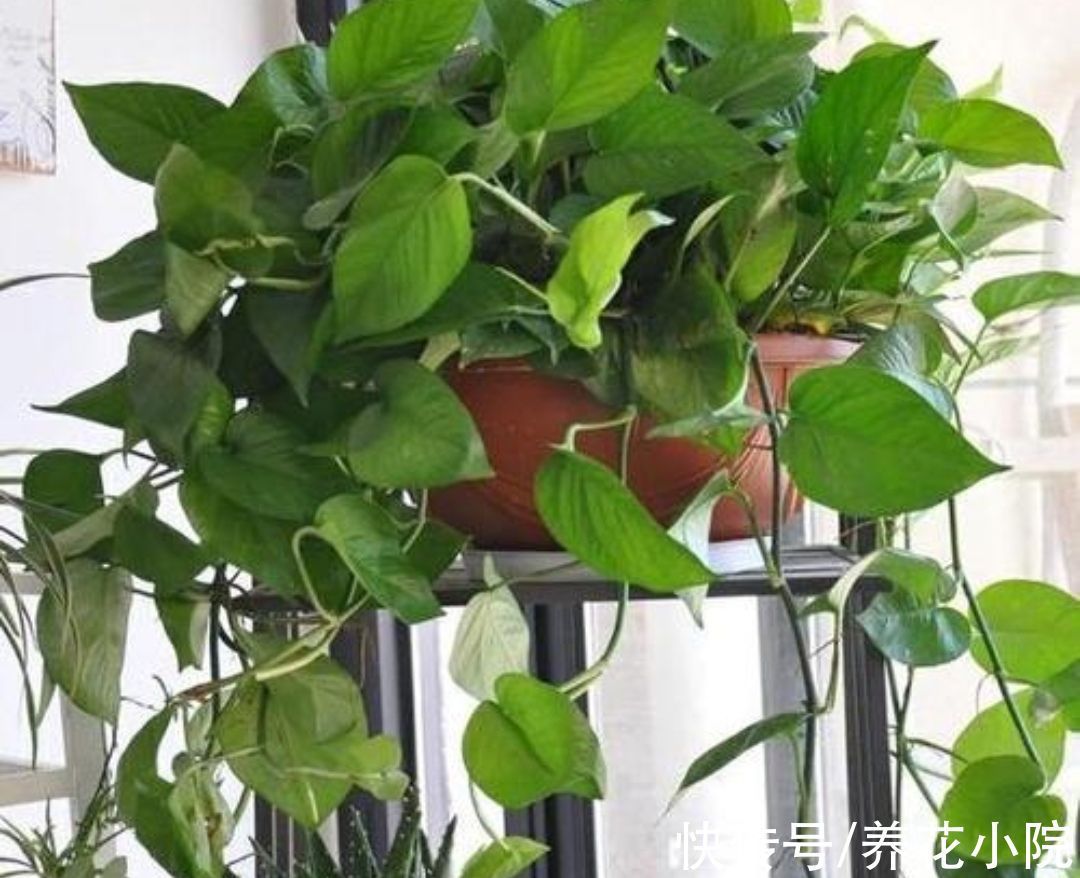 冬天养绿萝别只浇水,做好3件事,长得茂盛,叶子油绿光亮