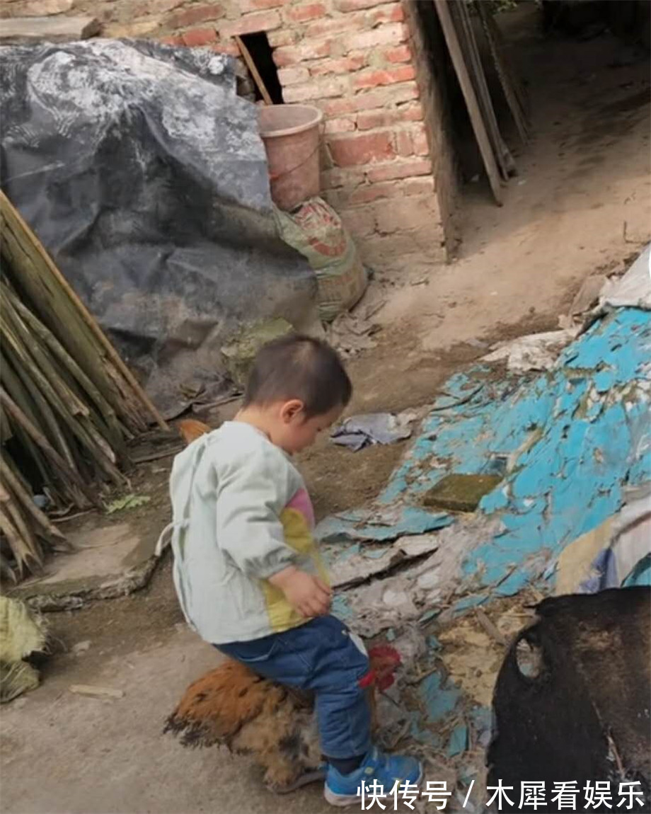 小男孩|家里的大公鸡刚喂胖,外孙来了,姥姥愁了,姥爷却笑喷