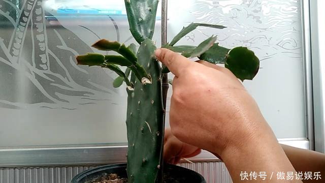 嫁接|嫁接蟹爪兰最好的“季节”,仙人掌割一刀,插上蟹爪兰,飞快开花